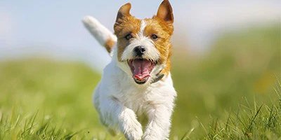 Boost Your Dog's Health: Exclusive Vitamin Deals Ferris Deals 